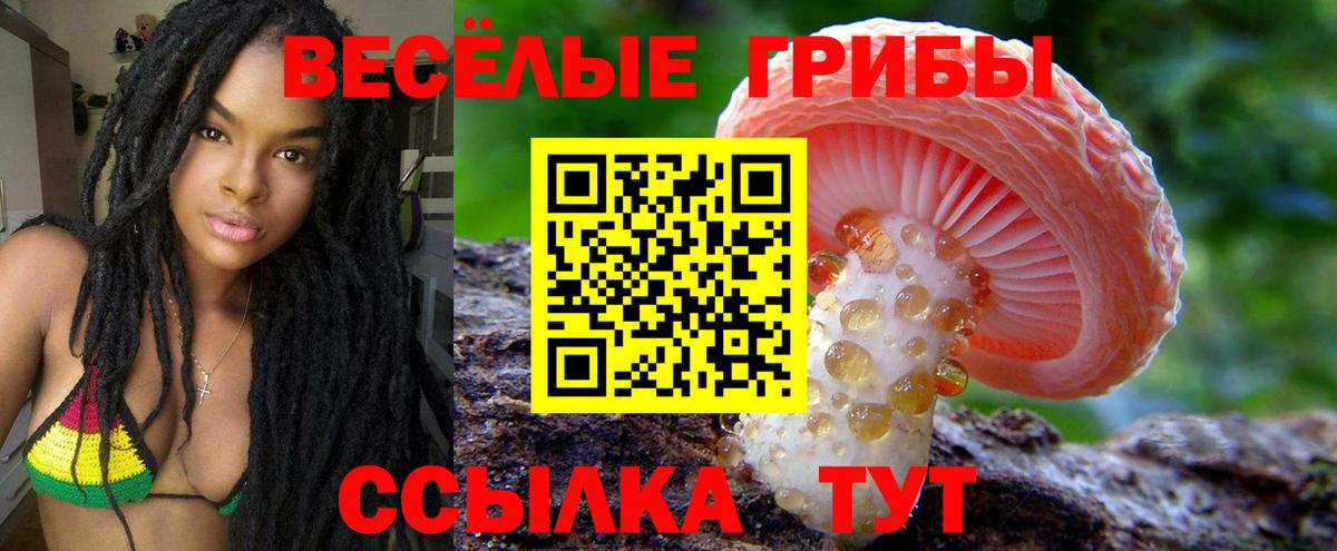 Галлюциногенные грибы Psilocybine cubensis Новороссийск